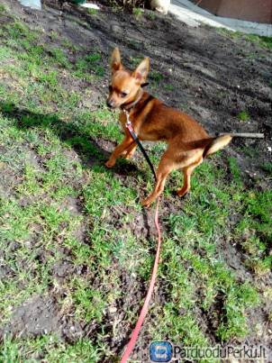 Parduodama raudona kalytė