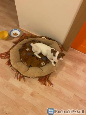 Parduodamas Dzeko Raselo terjeras!!!