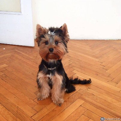 Parduodamas Jorkšyro terjeras