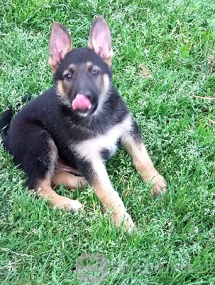 PARDUODAME VOKIEČIŲ AVIGANIUS !