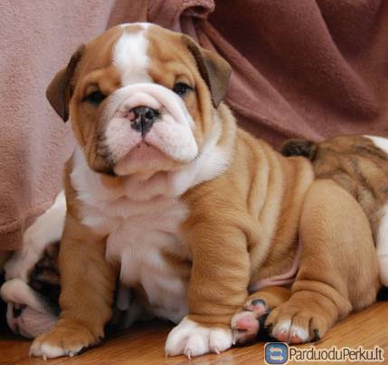 Parduodami anglų buldogų šuniukai