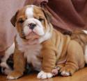 Parduodami anglų buldogų šuniukai