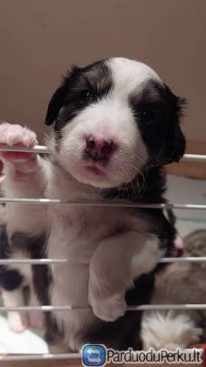 Parduodami borderkoliai