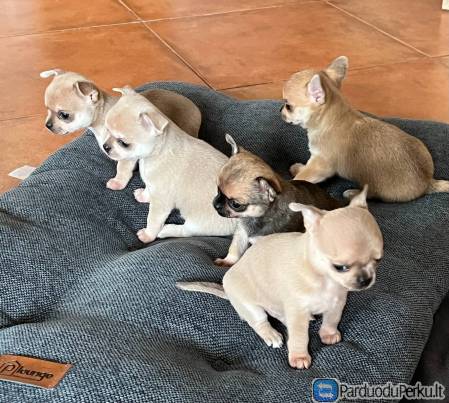 Parduodami čihuahua trumpaplaukiai