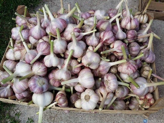 PARDUODAMI EKOLOGISKI ZIEMINIAI CESNAKAI.LIETUVISKI