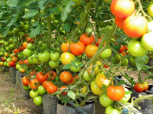 Parduodami pomidorai