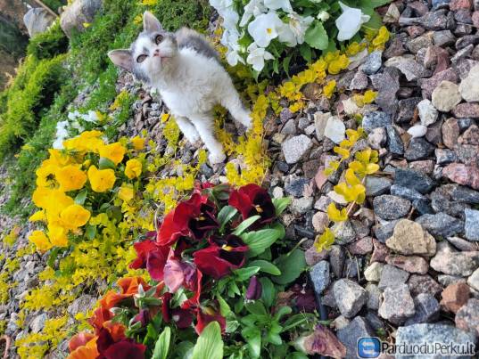 Parduodami Selkirk Rex kačiukai.