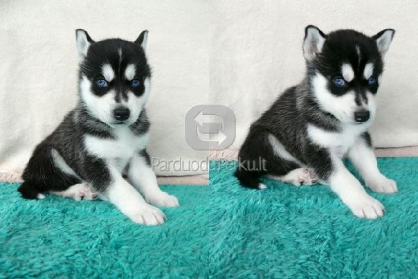 Parduodami SIBIRO HASKIAI