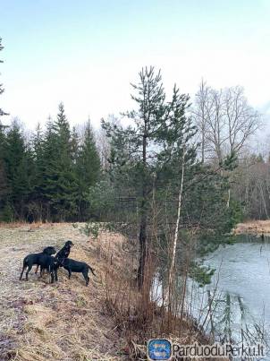 Parduodami su dokumentais Lietuvių skalikai