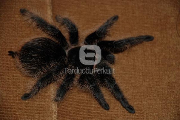 PARDUODAMI TARANTULAI
