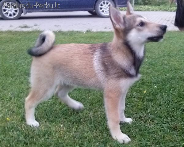 Parduodami Vakarų Sibiro laikos šuniukai su kilm.dok.