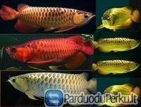 Parduodamos „Arowana“ žuvys.