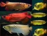 Parduodamos „Arowana“ žuvys.