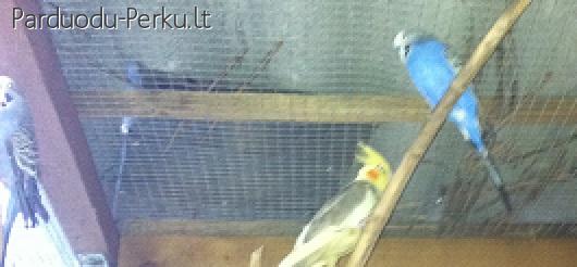 Parduodamos banguotos papūgėlės / nimfų jaunikliai