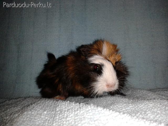 Parduodamos Juros Kiaulytes