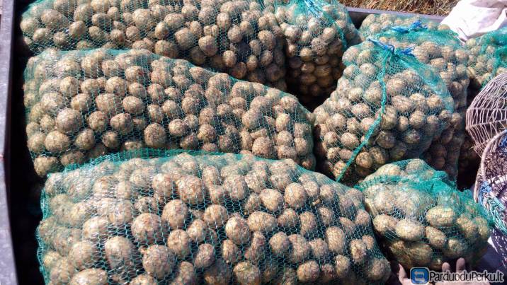 Parduodamos bulvės Kretingalėje