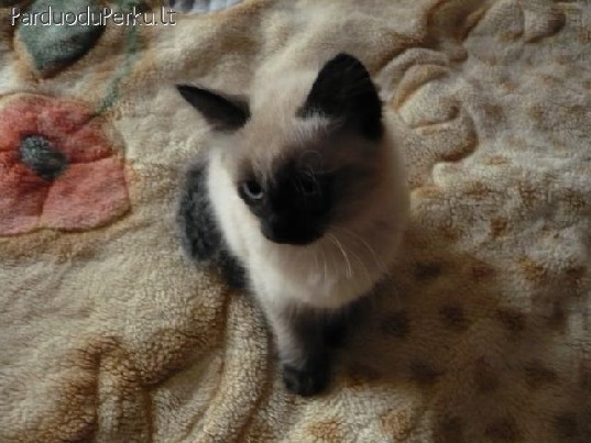 Parduodu 2 menesiu siamo kaciukus.