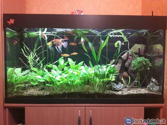 Parduodu 300l akvariumą su spintele ir įranga