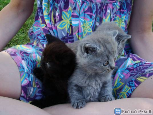 PARDUODU BRITŲ  TRUMPAPLAUKIUS KAČIUKUS