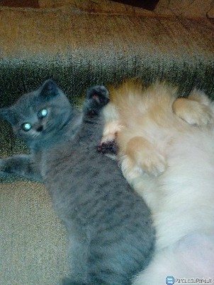 Parduodu britu kaciukus