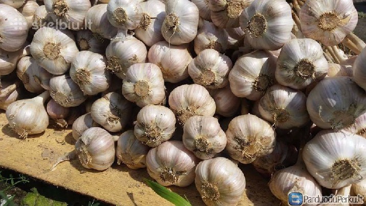 parduodu cesnakus