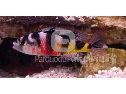 Parduodu ciklidu Astatotilapia latifasciata
