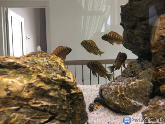 Parduodu F1/f2 Golden Kazumba Cichlids