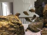 Parduodu F1/f2 Golden Kazumba Cichlids