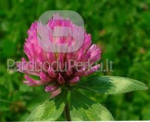 parduodu garstyčią, kmynus, raudonus dobilus