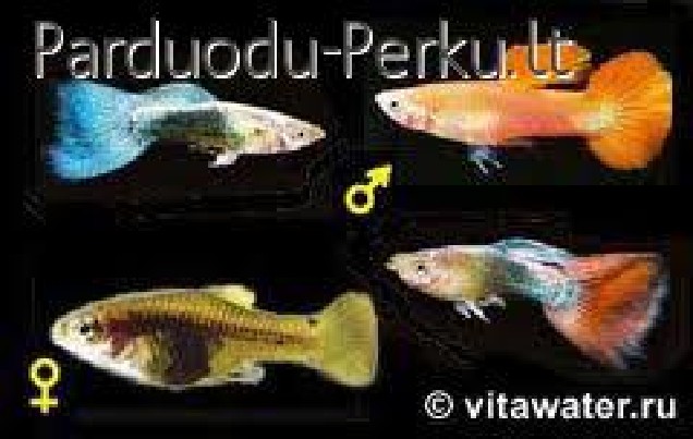 Parduodu gupijas ir ancitrusai.