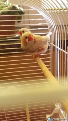 Parduodu į šiltus namus 3 zebrinių amadinų patinus