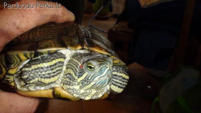 Parduodu kalifornijos vezli