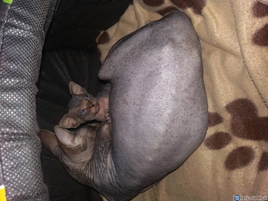 parduodu kanados sfinksus