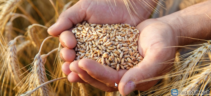 Parduodu kviečius ir miežius