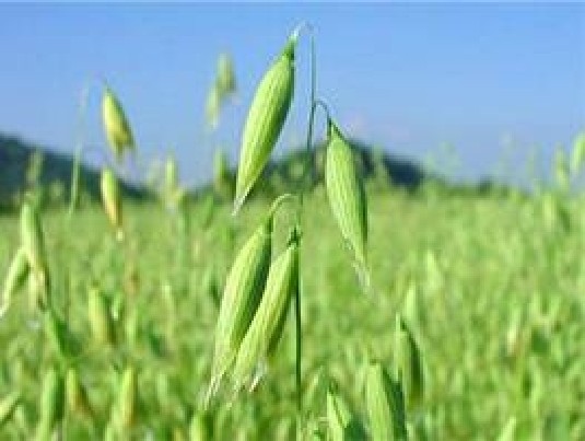 Parduodu Kviečius vasarinius, Avižas, Rugius