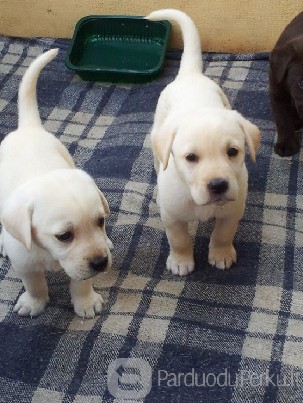 Parduodu Labradoro retriverio šuniukus