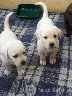 Parduodu Labradoro retriverio šuniukus