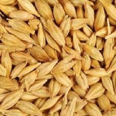 Parduodu Miezius 5tonas,radviliskio rajonas kaina 520lt uz t