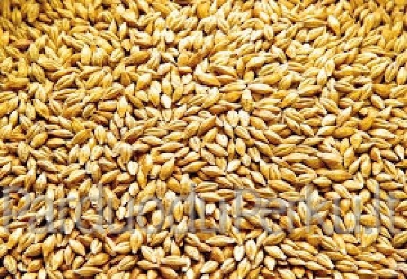 Parduodu Miezius apie 4 tonas KAINA 520 UZ TONA.