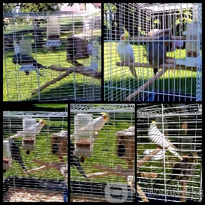 Parduodu Nimfų porelę!!!