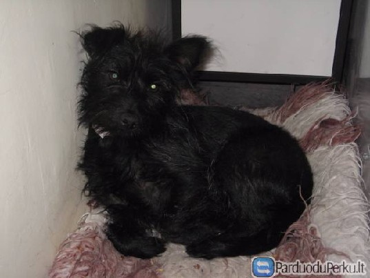 Parduodu nykštukinio pinčerio ir šnaucerio mišrūnę