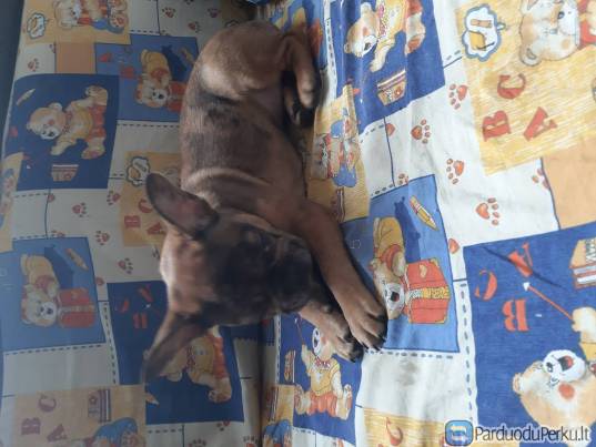 Parduodu prancuzu buldoga