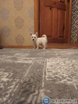 Parduodu škotų terjiere