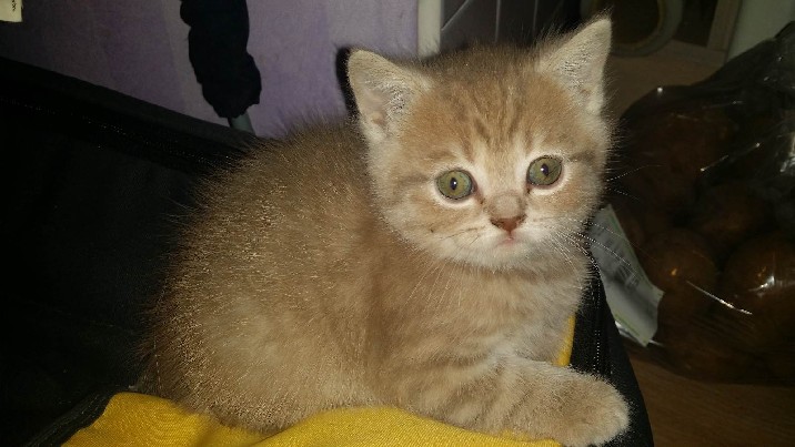 Parduodu skotu nulepaausiu veisles stačaausį kaciuka