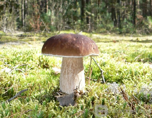 Parduodu šviežius baravykus ir kt. grybus Raseinių raj.