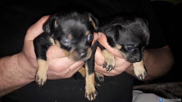 Parduodu toiterjeru porele