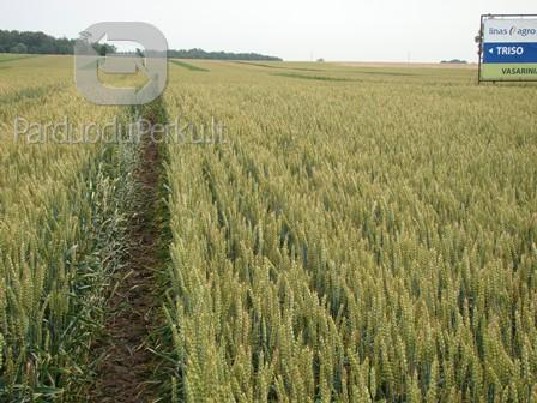 Parduodu vasarinius kviečius