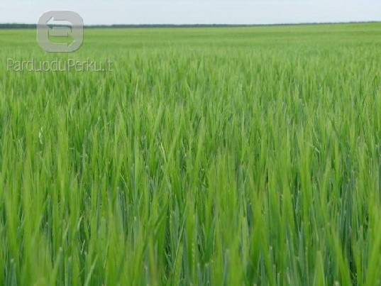Parduodu vasarinius miežius