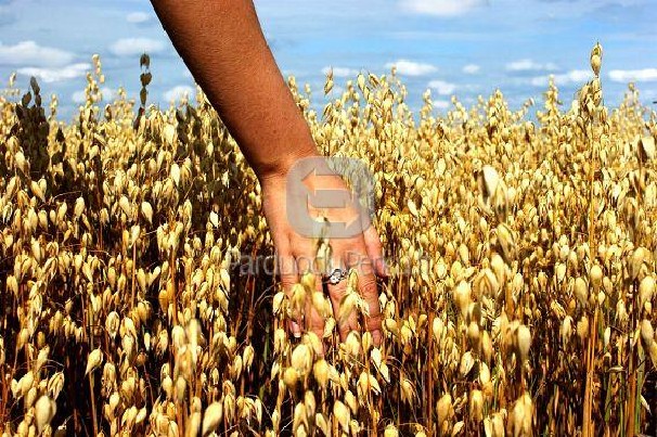 Parduodu vikių - avižų mišinį.