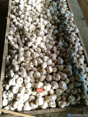 PARDUODU ŽIEMINIUS ČESNAKUS